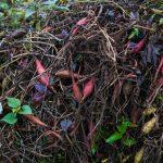 Gartenabfall