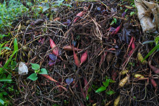 Gartenabfall