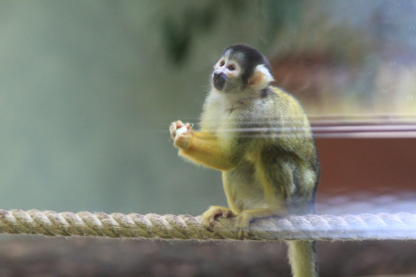 Kleines Äffchen im Zoo Vivarium. Foto: Arthur Schönbein