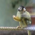 Kleines Äffchen im Zoo Vivarium. Foto: Arthur Schönbein