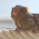 Kleines Äffchen im Zoo Vivarium. Foto: Arthur Schönbein