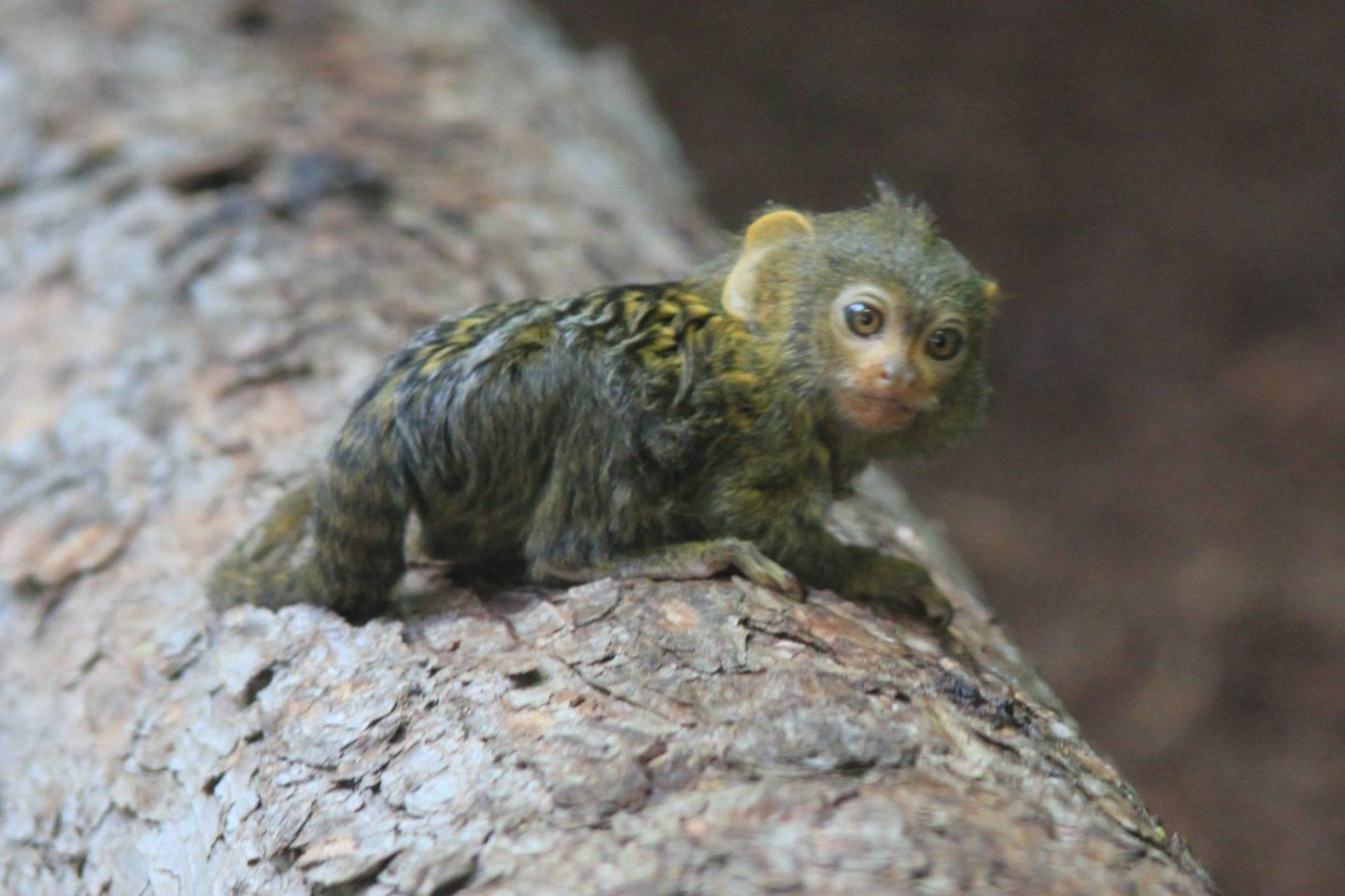 Kleines Äffchen im Zoo Vivarium. Foto: Arthur Schönbein