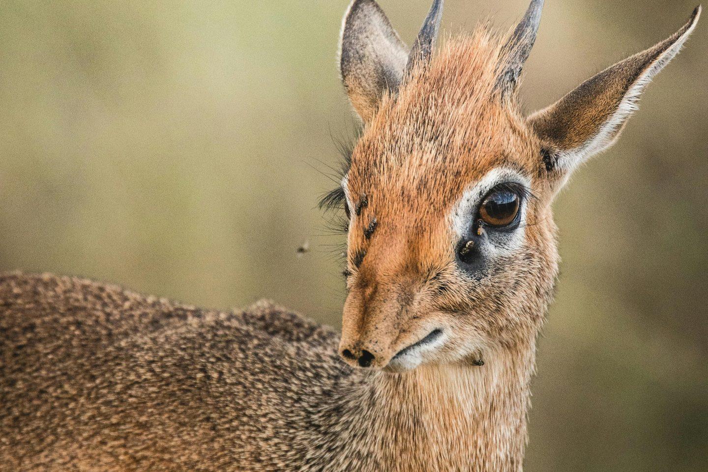 Zwergantilope