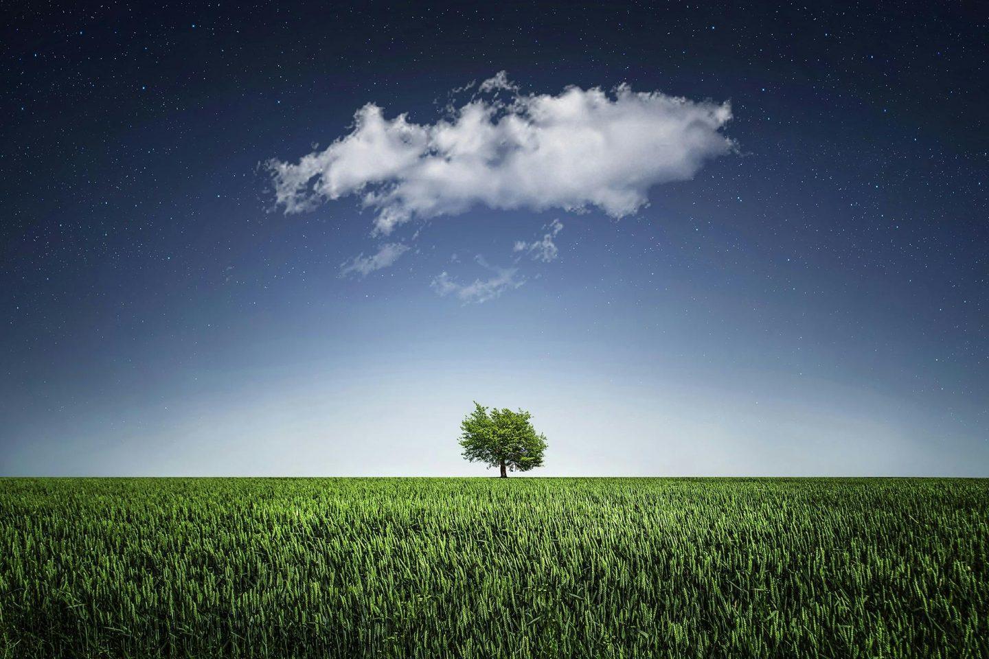 baum