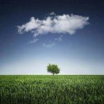 baum