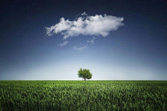 baum