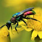 Platz Erwachsene: Bunte Goldwespe (Hedychrum rutilans) im Postsiedlungs-Biotop in Darmstadt Foto: Jan Becker