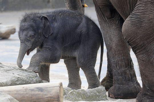 Elefantenbaby im Kölner Zoo. Foto: Arthur Schönbein