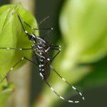 Ae.albopictus_Björn Pluskota