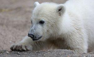 Foto: Arthur Schönbein