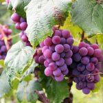 Wein Weintrauben