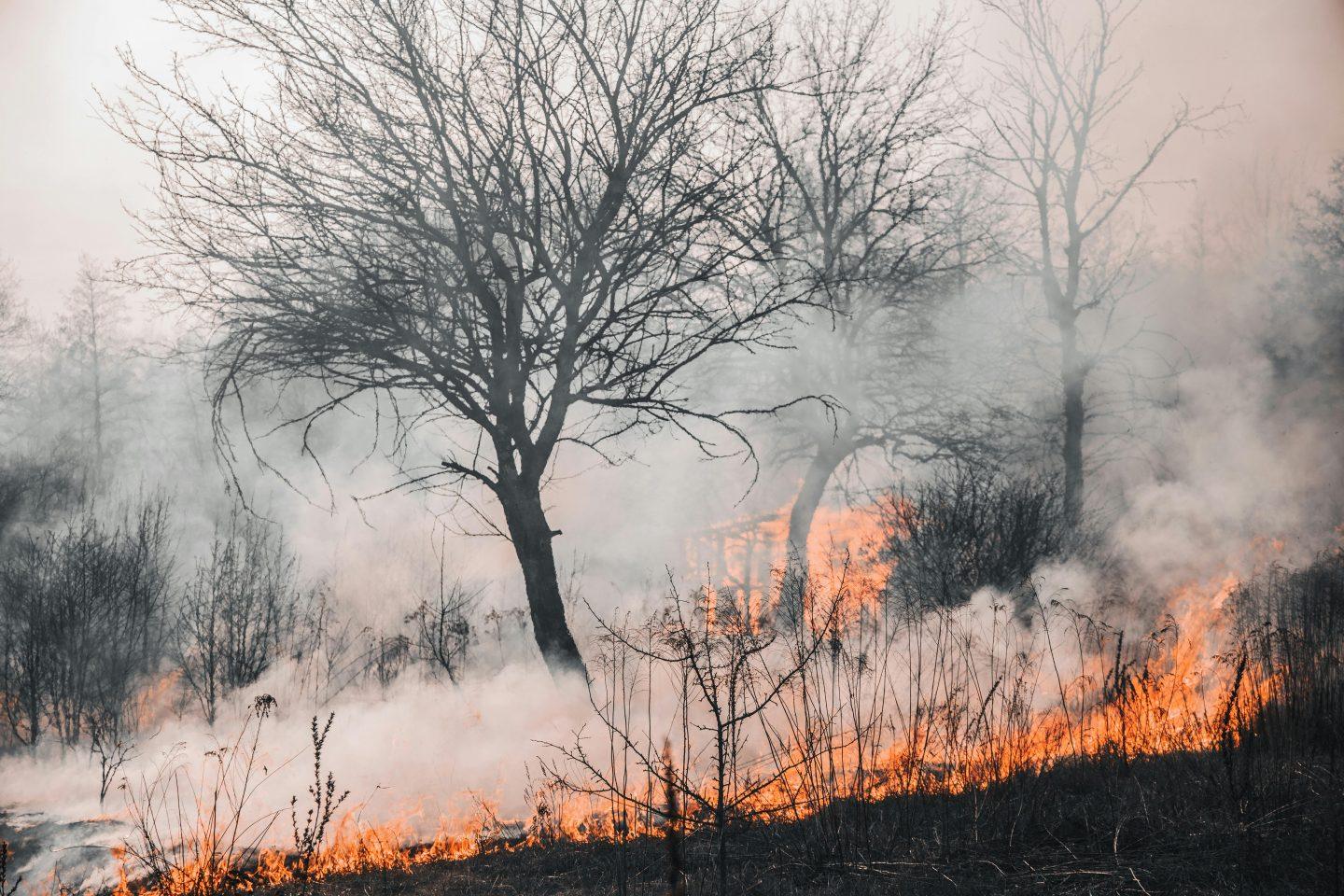 Waldbrand