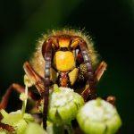 Das Foto zeigt eine Hornisse. Bildrechte: Herbert Zettl