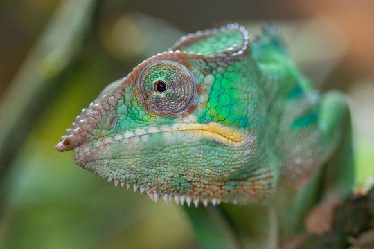 Foto: Pantherchamäleon. Bildquelle: Zoo Vivarium, R. Mink