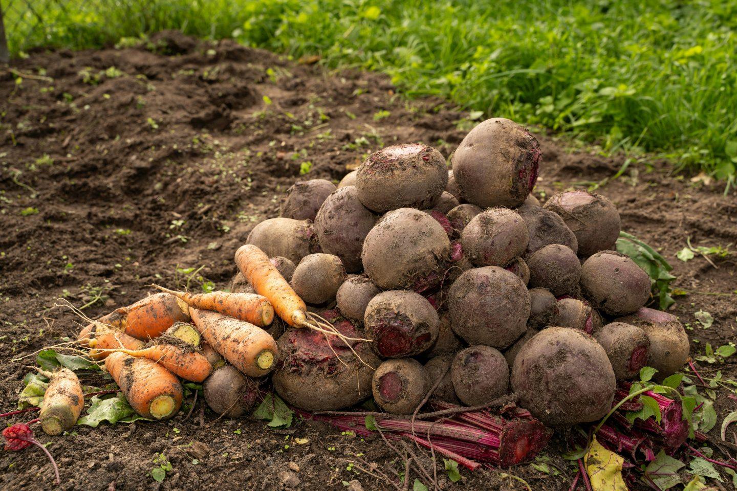Garten gärtnern Gemüse
