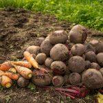 Garten gärtnern Gemüse