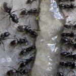 Arbeiterinnen von Tapinoma magnum an einem Gelköder. Foto: Dr. Martin Felke