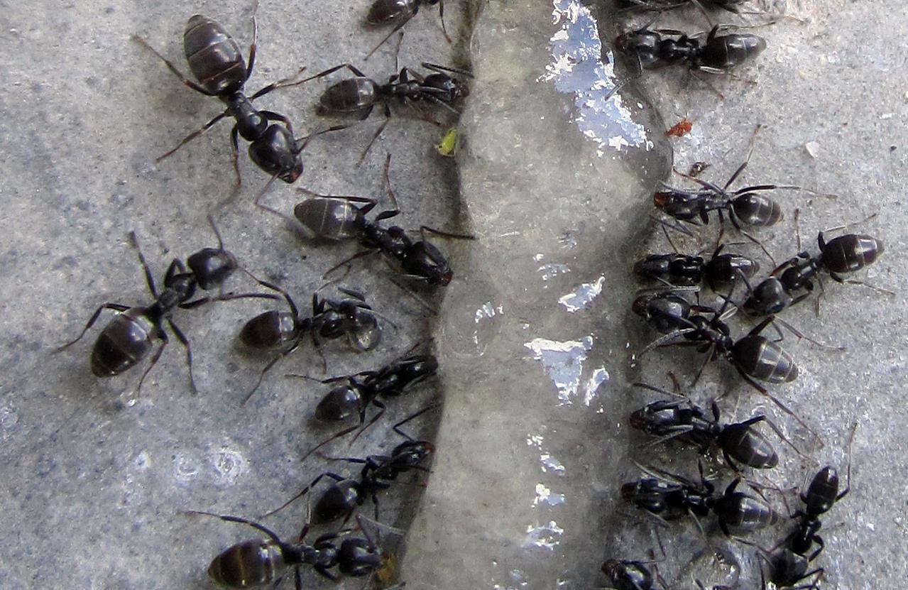 Arbeiterinnen von Tapinoma magnum an einem Gelköder. Foto: Dr. Martin Felke