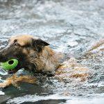 Hund Schwimmen Hundeschwimmen
