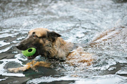 Hund Schwimmen Hundeschwimmen