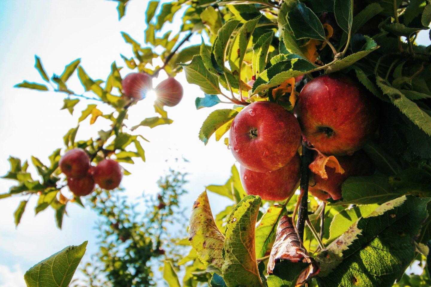 Äpfel Apfel