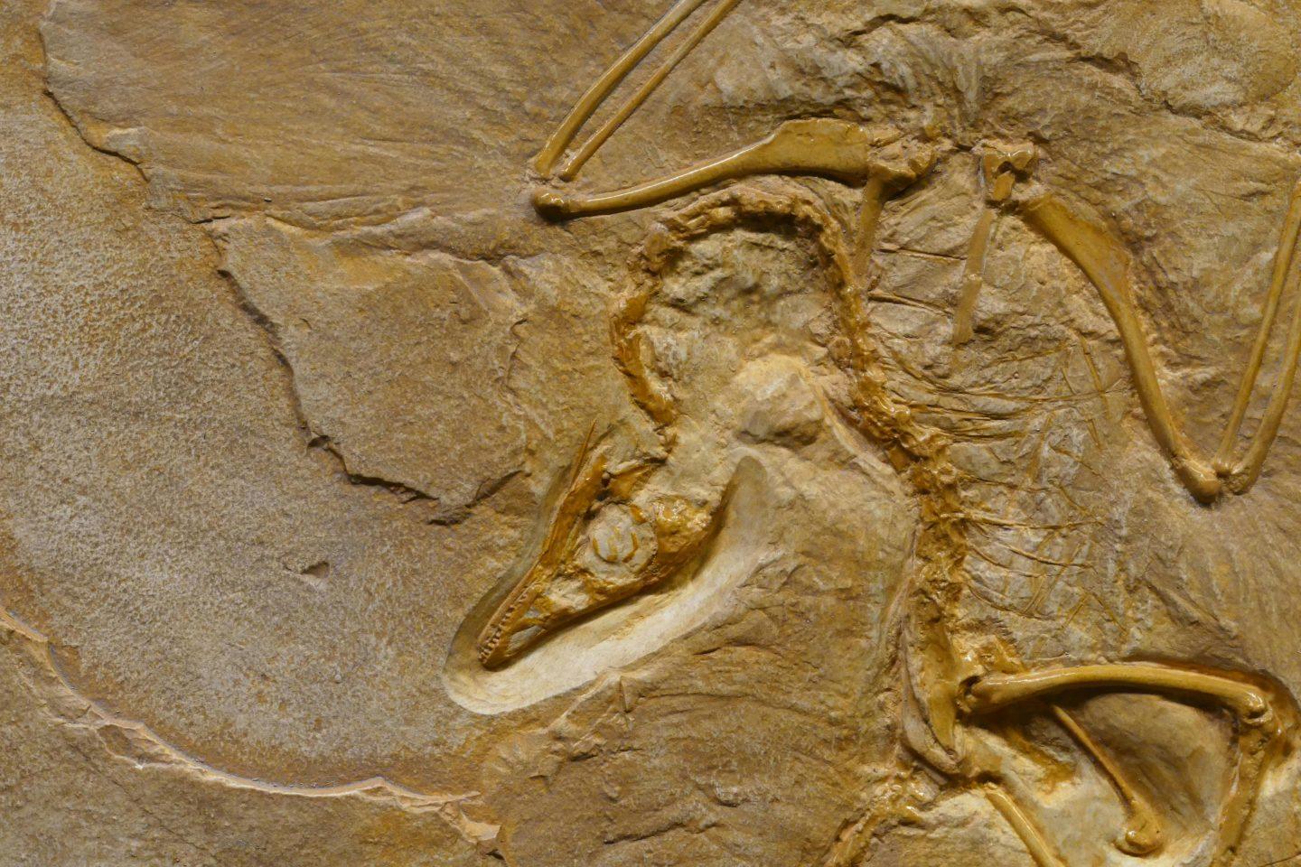 Fossilien