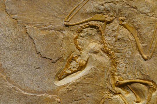 Fossilien