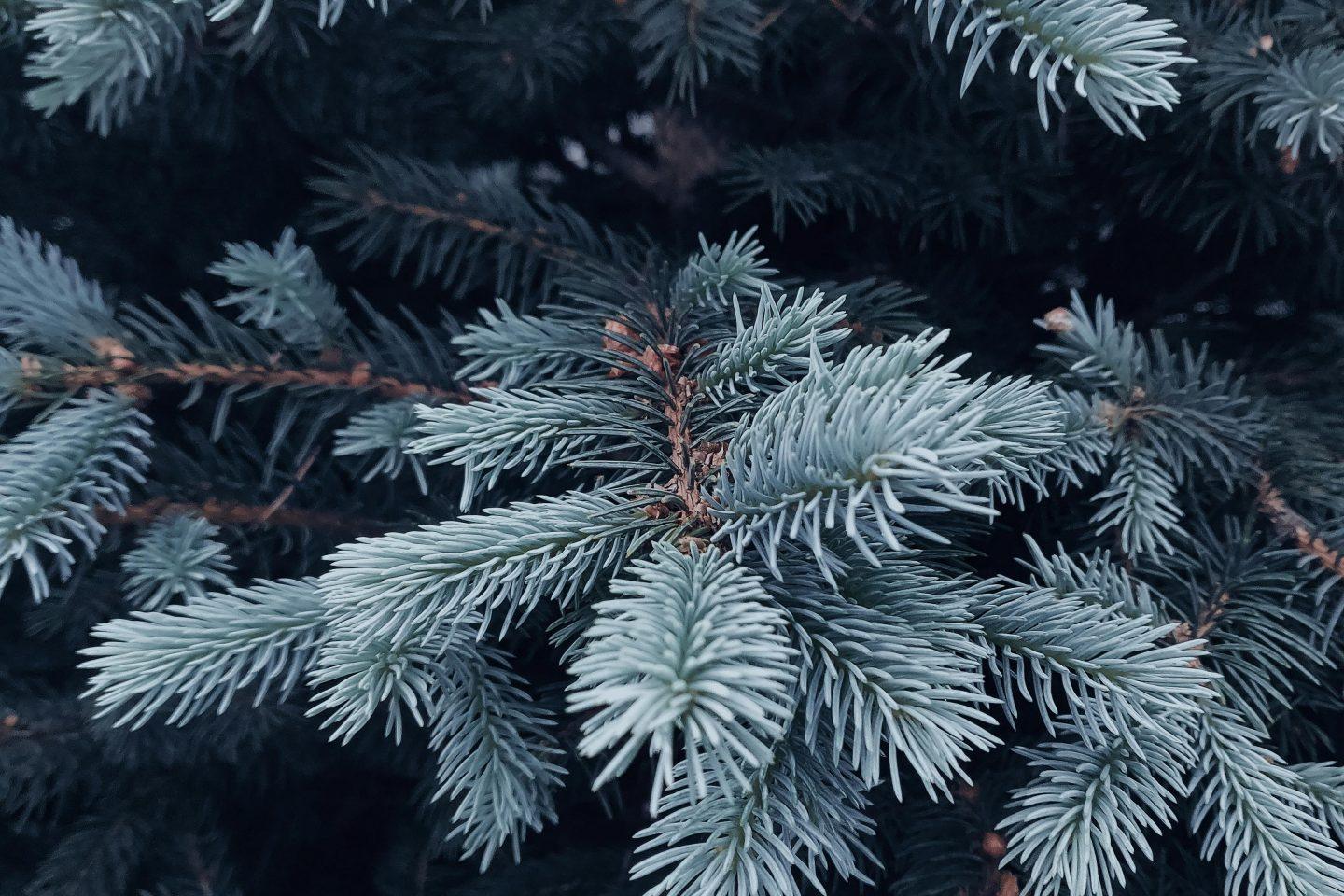 Tanne Tannenbaum Weihnachten Weihnachtsbaum