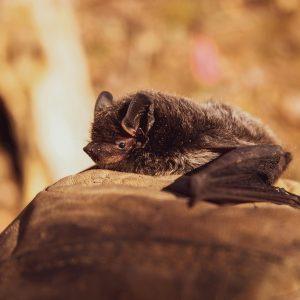 Fledermaus